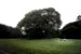 COUPLE AND THE BIG TREE - 3344